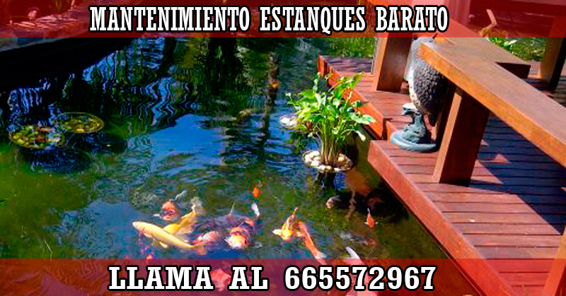 estanques BARATO